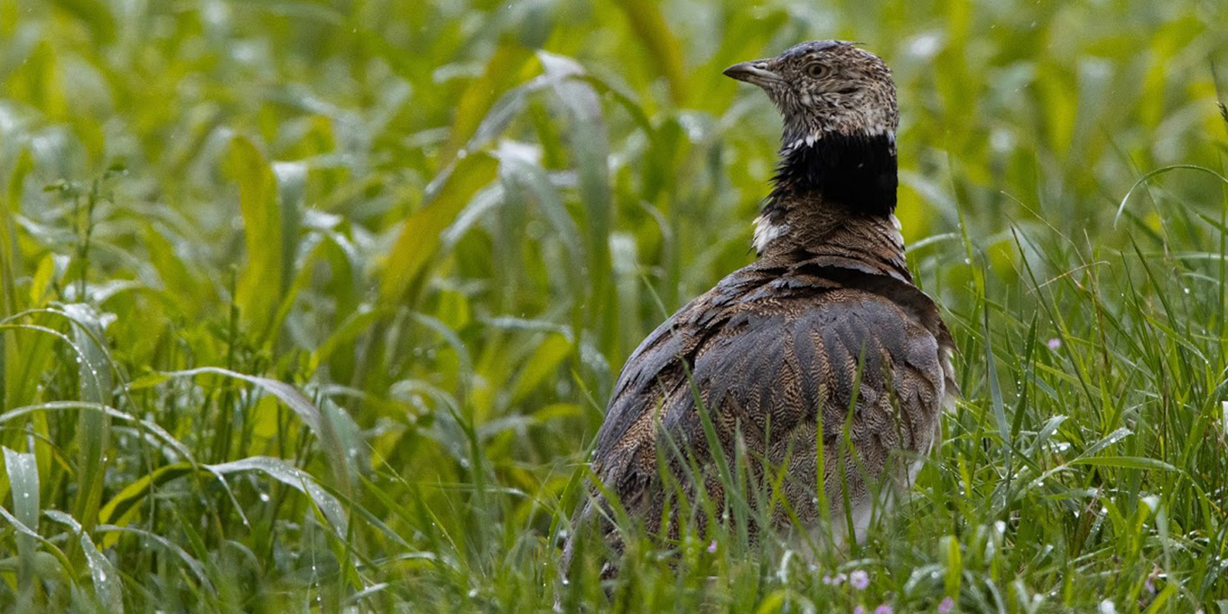 Outarde canepetière © Elzéar Mulot